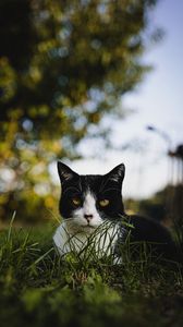 Preview wallpaper cat, glance, pet, grass