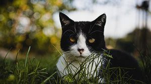 Preview wallpaper cat, glance, pet, grass