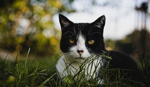 Preview wallpaper cat, glance, pet, grass