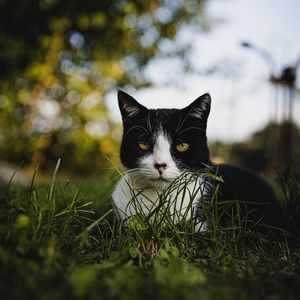 Preview wallpaper cat, glance, pet, grass