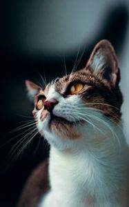 Preview wallpaper cat, glance, pet, animal, mustache