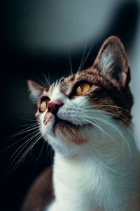 Preview wallpaper cat, glance, pet, animal, mustache