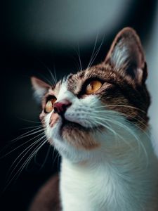 Preview wallpaper cat, glance, pet, animal, mustache