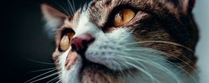 Preview wallpaper cat, glance, pet, animal, mustache