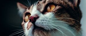 Preview wallpaper cat, glance, pet, animal, mustache