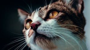 Preview wallpaper cat, glance, pet, animal, mustache