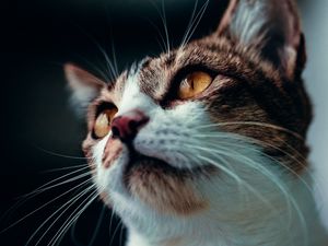 Preview wallpaper cat, glance, pet, animal, mustache