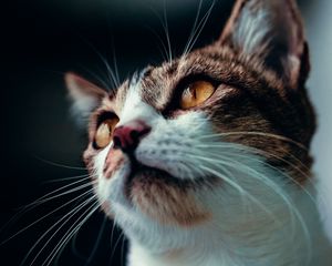 Preview wallpaper cat, glance, pet, animal, mustache