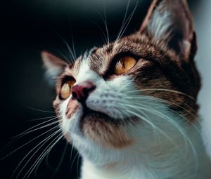 Preview wallpaper cat, glance, pet, animal, mustache