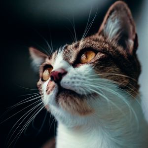 Preview wallpaper cat, glance, pet, animal, mustache