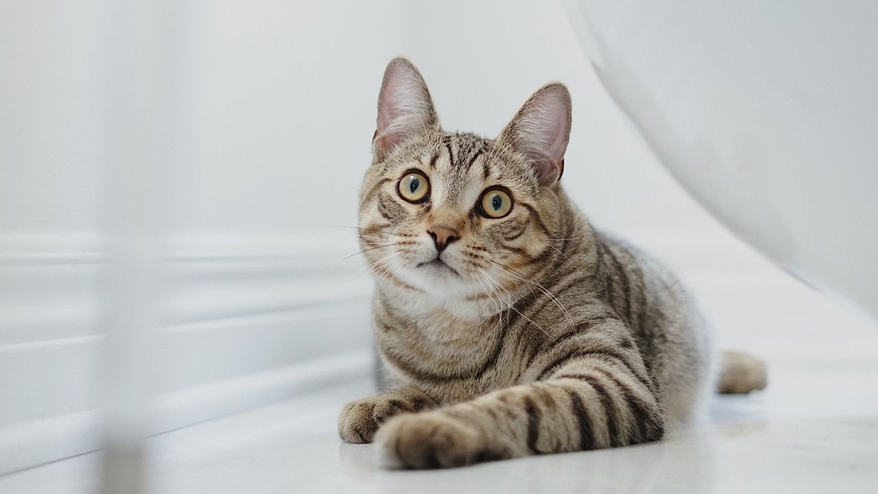 Wallpaper cat, glance, pet, brown, striped