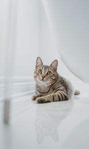 Preview wallpaper cat, glance, pet, brown, striped