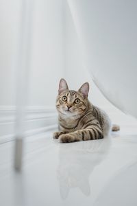 Preview wallpaper cat, glance, pet, brown, striped