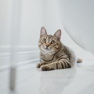 Preview wallpaper cat, glance, pet, brown, striped