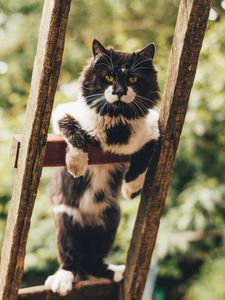 Preview wallpaper cat, glance, pet, fluffy