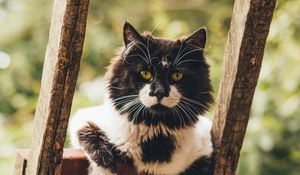 Preview wallpaper cat, glance, pet, fluffy