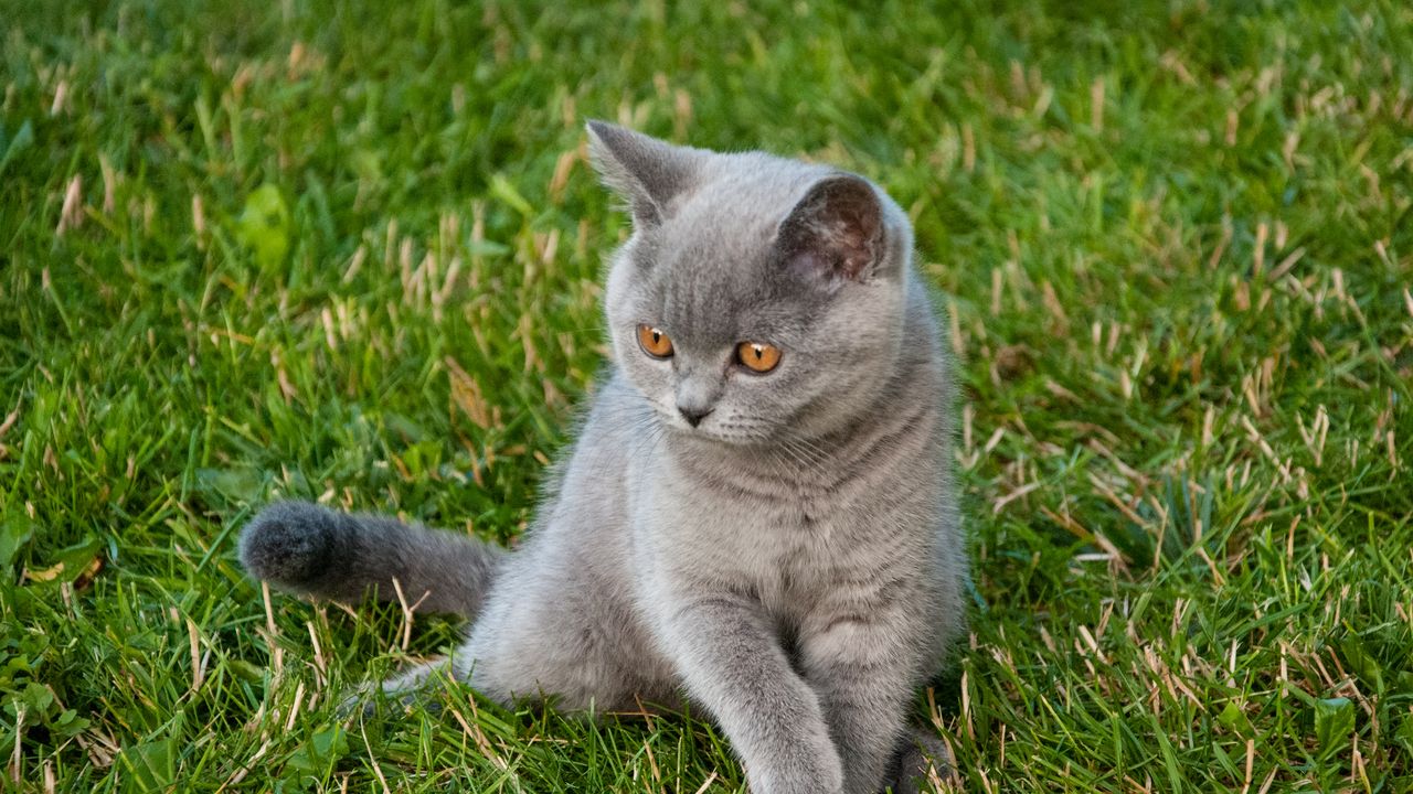 Wallpaper cat, glance, pet, animal, grass