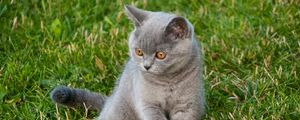 Preview wallpaper cat, glance, pet, animal, grass