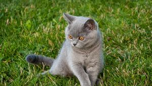 Preview wallpaper cat, glance, pet, animal, grass