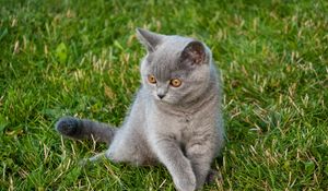 Preview wallpaper cat, glance, pet, animal, grass