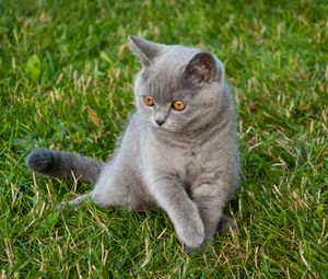 Preview wallpaper cat, glance, pet, animal, grass