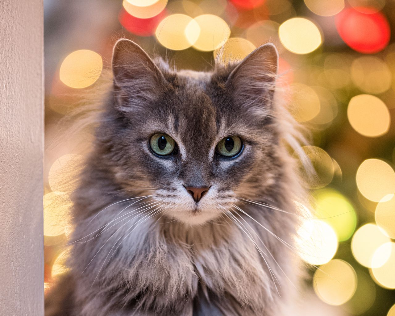 1280x1024 Wallpaper cat, glance, pet, blur