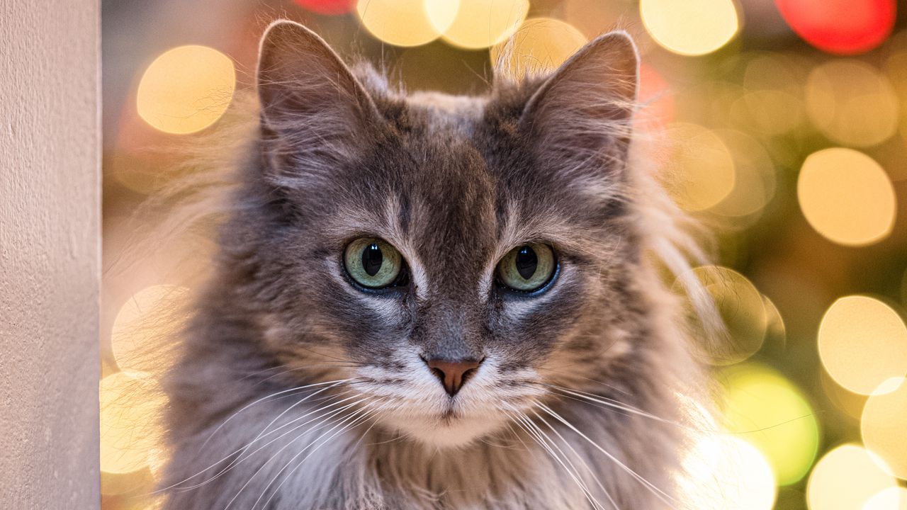 Wallpaper cat, glance, pet, blur