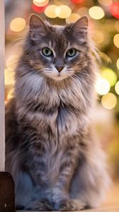 Preview wallpaper cat, glance, pet, blur
