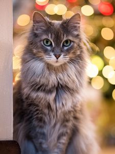 Preview wallpaper cat, glance, pet, blur