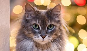 Preview wallpaper cat, glance, pet, blur