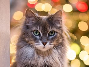 Preview wallpaper cat, glance, pet, blur