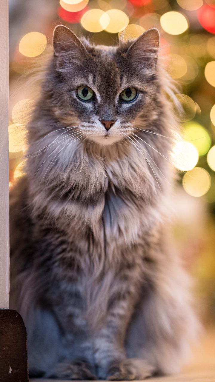 720x1280 Wallpaper cat, glance, pet, blur