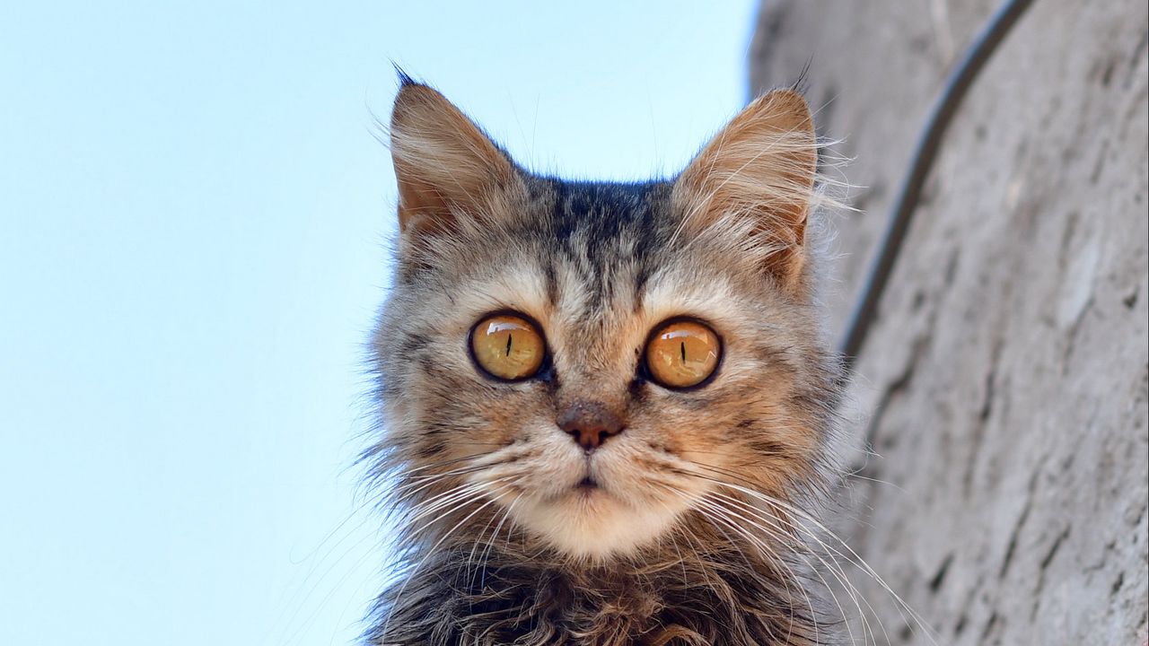 Wallpaper cat, glance, pet, stones