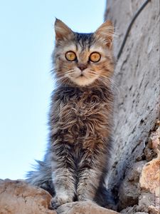 Preview wallpaper cat, glance, pet, stones