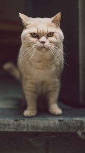 Preview wallpaper cat, glance, serious, funny, pet