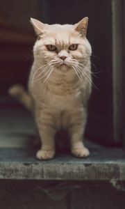 Preview wallpaper cat, glance, serious, funny, pet