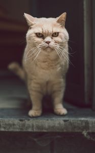 Preview wallpaper cat, glance, serious, funny, pet