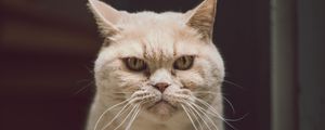 Preview wallpaper cat, glance, serious, funny, pet