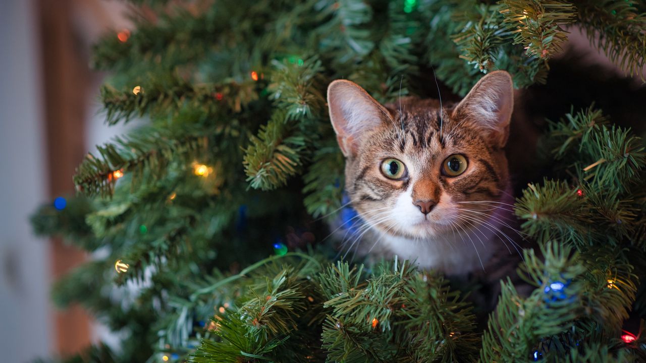 Wallpaper cat, glance, tree, pet, new year