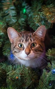 Preview wallpaper cat, glance, tree, pet, new year