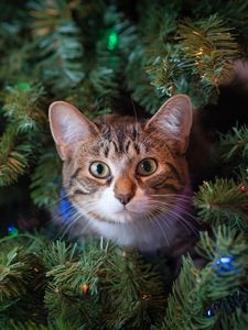 Preview wallpaper cat, glance, tree, pet, new year