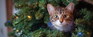 Preview wallpaper cat, glance, tree, pet, new year