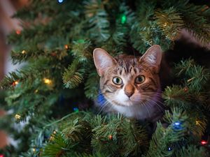 Preview wallpaper cat, glance, tree, pet, new year