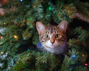 Preview wallpaper cat, glance, tree, pet, new year