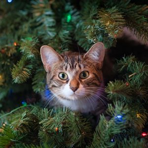 Preview wallpaper cat, glance, tree, pet, new year