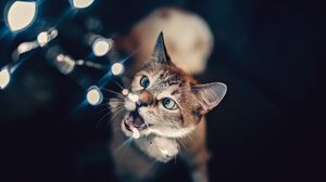 Preview wallpaper cat, glare, bokeh, light