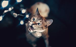 Preview wallpaper cat, glare, bokeh, light