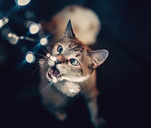 Preview wallpaper cat, glare, bokeh, light