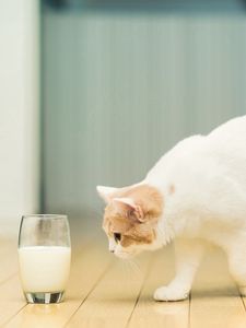 Preview wallpaper cat, glass, milk, flooring, spotted
