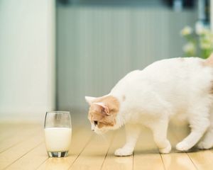 Preview wallpaper cat, glass, milk, flooring, spotted